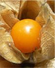 Kapstachelbeere, Physalis