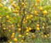 Zitronen Baum in Italien: Rezepte mit Zitronen